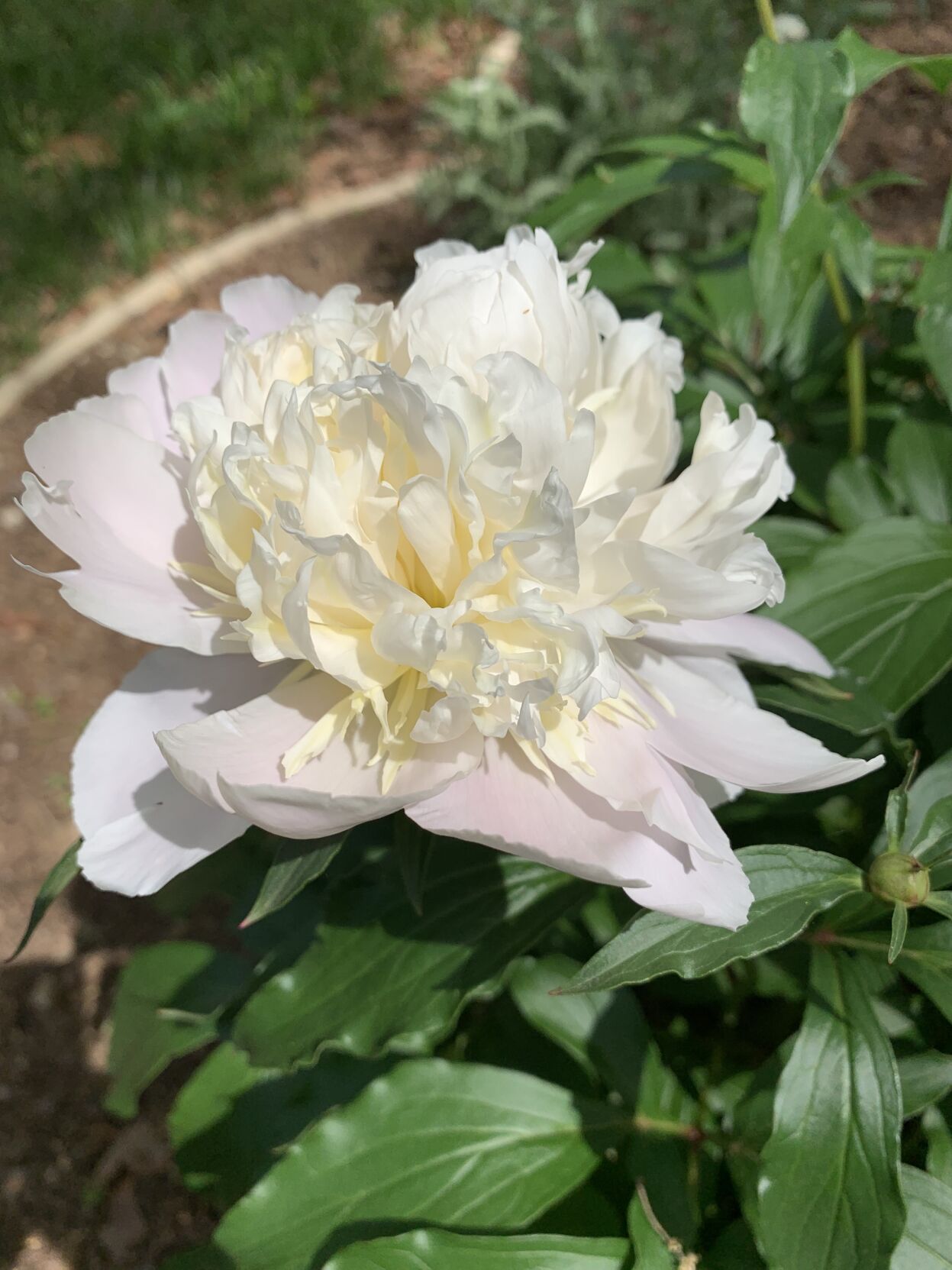 White Peony